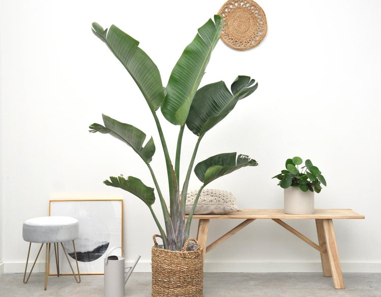 Baum-Strelitzie Augusta Mehrstamm XXL - 225 cm – ø40