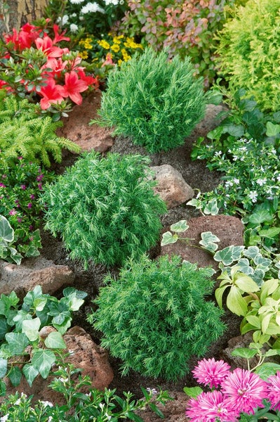 Gartenanlage mit Zwergzypressen, Steinen und blühenden Pflanzen