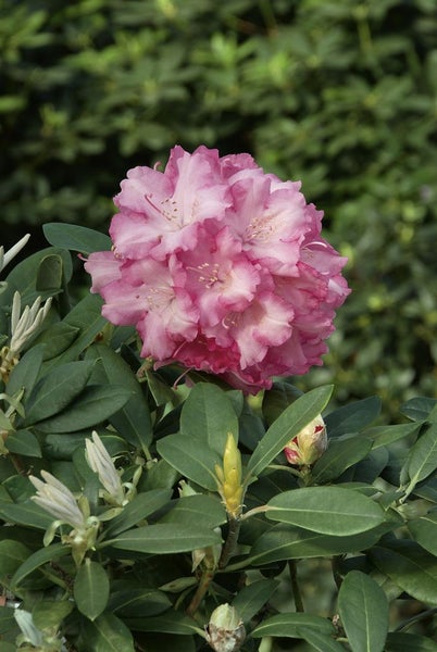 Rhododendron yakushimanum 'Marlis', rosa Blüten, 30–40 cm