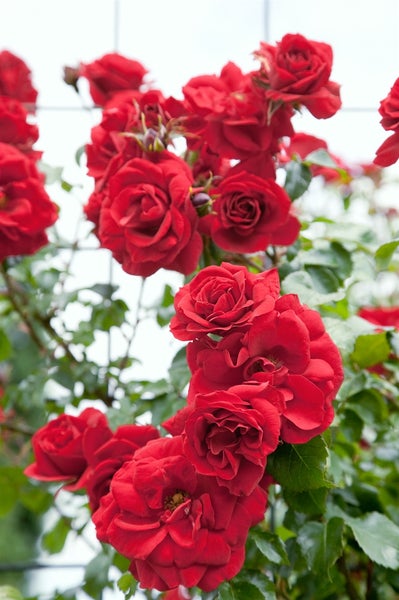 Kletterrose mit roten Blüten