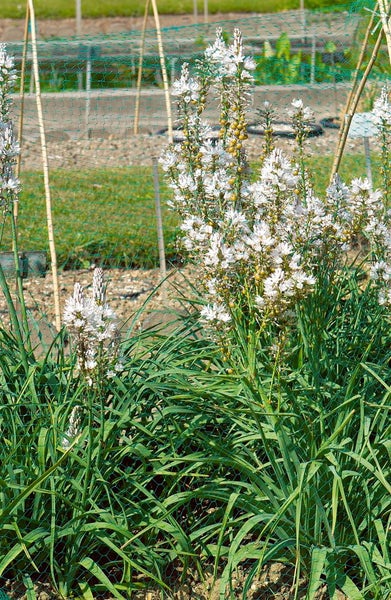 Auf dem Bild sind Affodill Pflanzen mit weißen Blüten und grünen Blättern im Garten zu sehen.