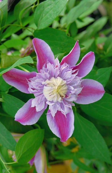 Clematis Hybride 'Josephine', großblumig, rosa, 60–100 cm