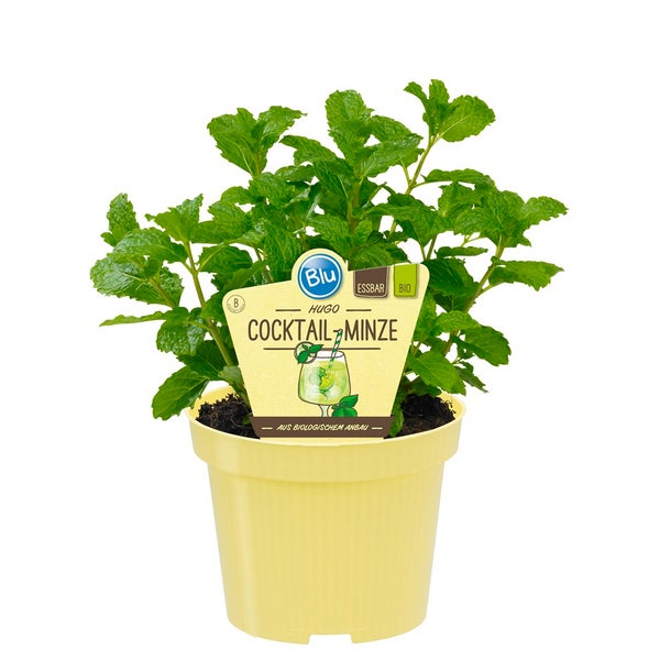 HUGO-Minze - Cocktail-Minze in BIO-Qualität - Mentha spicata - Kräuterpflanze im 12cm Topf