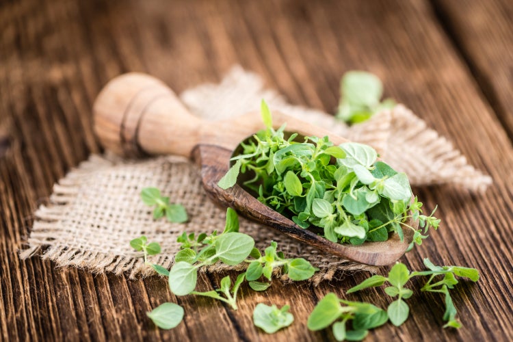 SAFLAX Garden to go - BIO - Oregano - Origanum heracleoticum - 1500 Samen - Mit Topf, Klima - Deckel und Anzuchtsubstrat