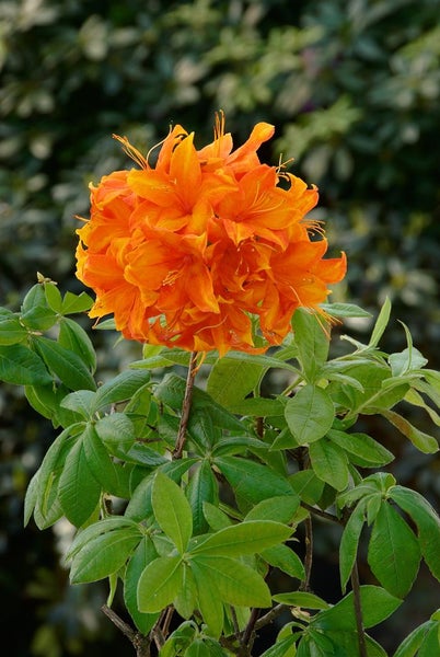 Rhododendron luteum 'Golden Eagle', gelb, 30–40 cm