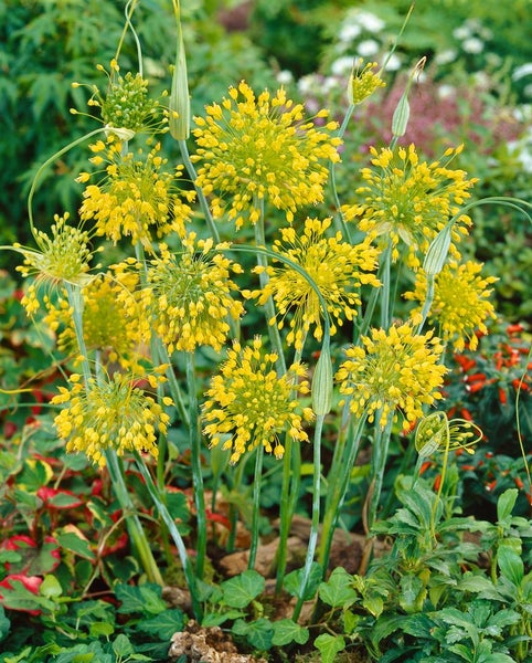 Allium flavum, Gelber Lauch, ca. 9x9 cm Topf