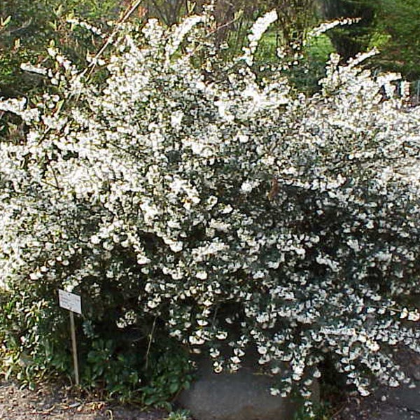 Blühender Zwergstrauch im Garten.