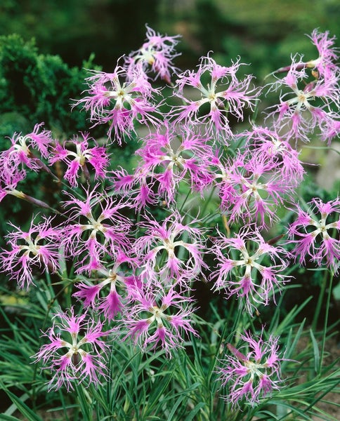 Dianthus superbus, Pracht-Nelke, rosa Blüten, ca. 9x9 cm Topf