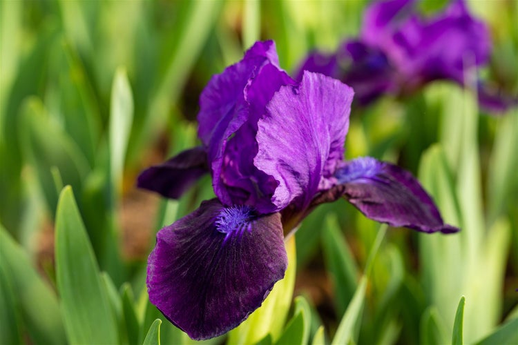 Nahaufnahme einer lila Zwerg-Schwertlilienblüte