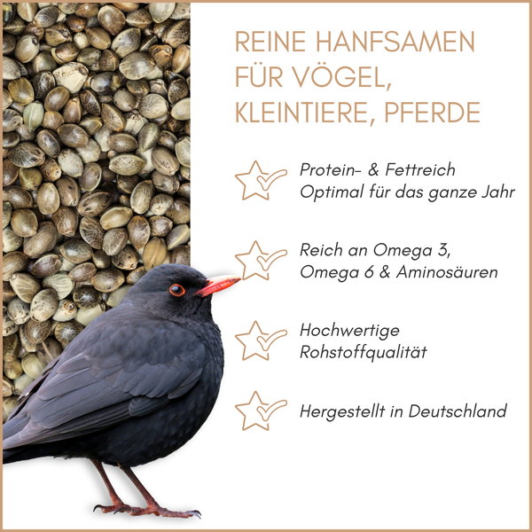 Reine Hanfsamen für Vögel, Kleintiere und Pferde mit einer Amsel