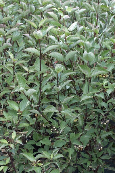 Cornus alba 'Kesselringii', Hartriegel, dunkelrot, 60–100 cm