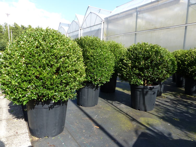 Reihe von Buchsbäumen im Topf vor einem Gewächshaus
