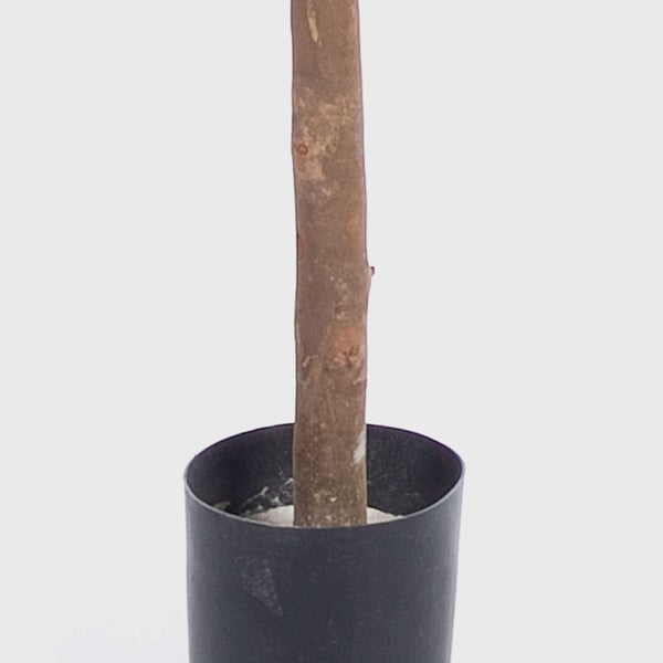 Nahaufnahme eines Pflanzenstamms in einem schwarzen Kunststofftopf.