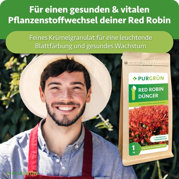 Ein lächelnder Gärtner neben einer Packung Purgrün Red Robin Dünger im Granulatformat zur Förderung von Blattfärbung und gesundem Wachstum.