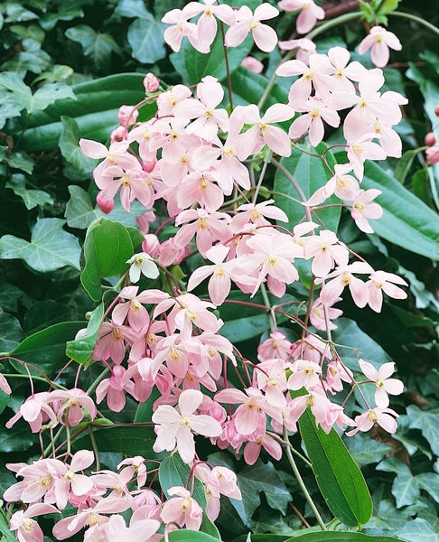 Clematis armandii 'Apple Blossom', immergrün, rosa Blüten, 100–150 cm