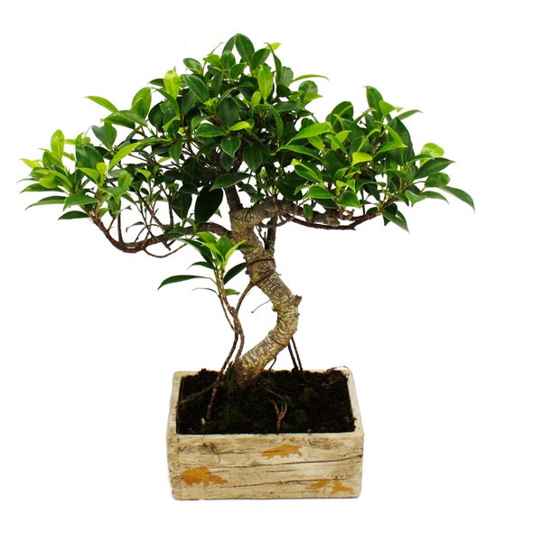 Bonsai fürs Zimmer - in moderner Trendkeramik - Zimmerbonsai Ficus - 8 Jahre alt - Holzoptik