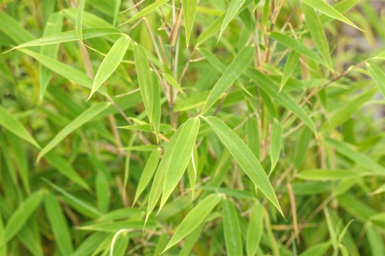 Fargesia murieliae 'Bimbo', Bambus, 60–80 cm, kompakt