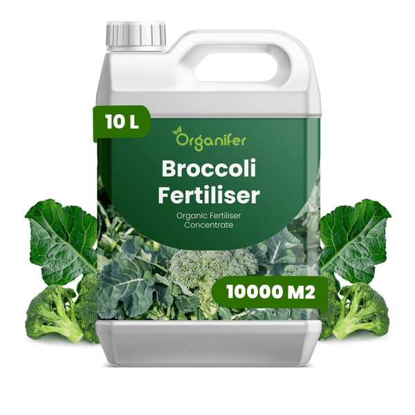 10 Liter Kanister Organifer Brokkoli-Dünger, organisches Düngerkonzentrat für 10000 Quadratmeter, abgebildet mit Brokkoli, Organifer Logo.