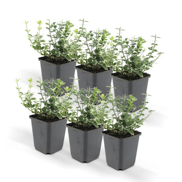 Bodendecker - Kriechspindel - Euonymus fortunei 'Emerald Gaiety' - 9cm Topf - Set mit 6 Pflanzen