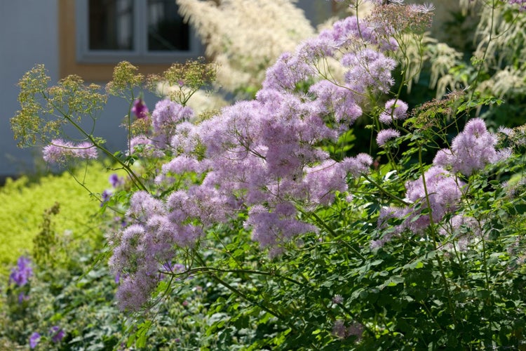 Thalictrum aquilegifolium 'Purpureum', Akeleiblättrige Wiesenraute, ca. 9x9 cm Topf