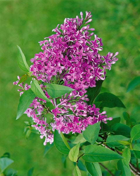 Syringa chinensis 'Saugeana', Chinesischer Flieder, purpurrot, 60–100 cm