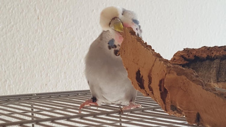 Wellensittich auf einem Vogelkäfig nagt an einem Stück Naturkork als Vogelzubehör.
