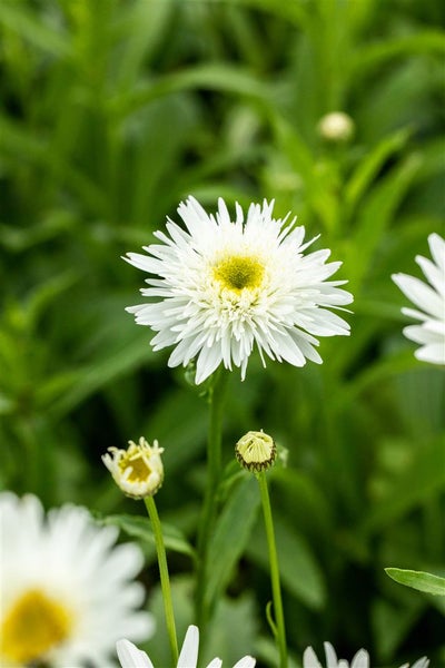 Leucanthemum x superbum 'Wirral Supreme', Margerite, weiß, ca. 9x9 cm Topf