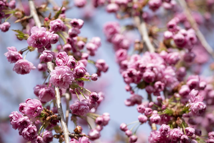 Prunus serrulata 'Kiku-shidare-zakura', Hängende Kirsche, rosa, 60–100 cm