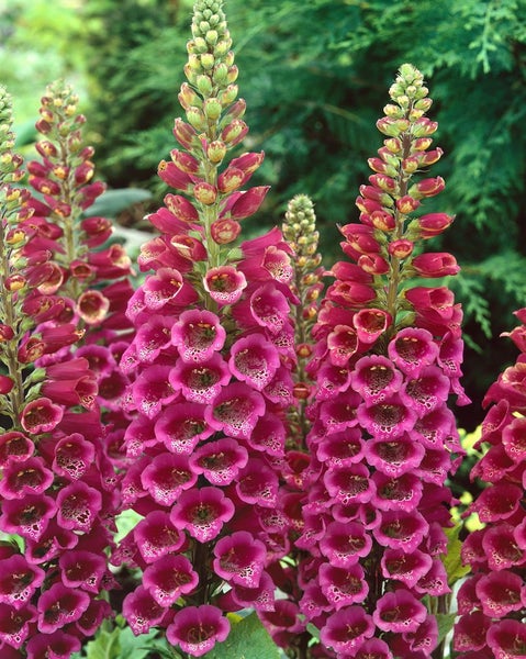 Aufnahme von Digitalis Pflanzen im Garten.