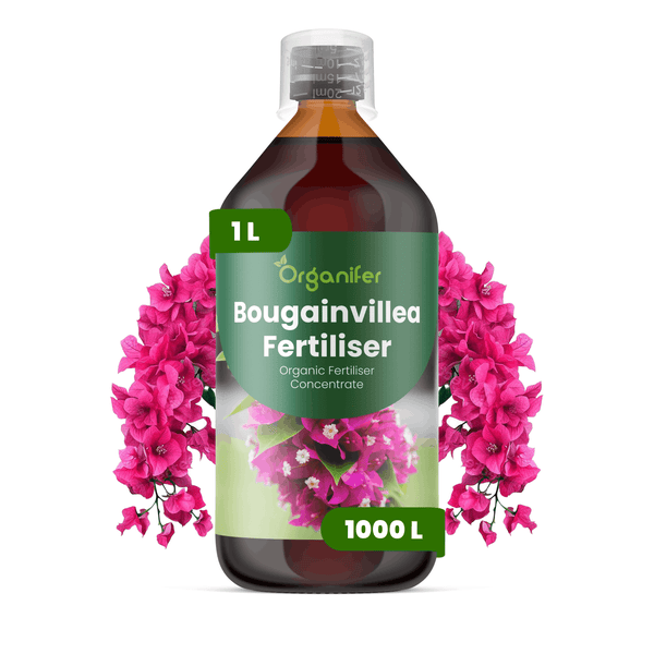 Organifer Bougainvillea Dünger, organisches Flüssigdüngerkonzentrat, 1 Liter Flasche für 1000 Liter Gießwasser.