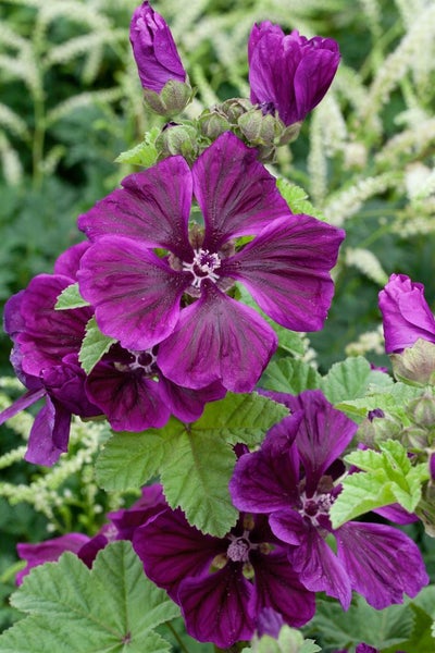 Nahaufnahme von Stockrosenblüten