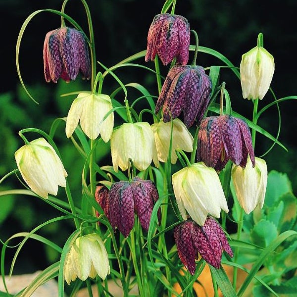 Gruppe Schachbrettblumen im Garten