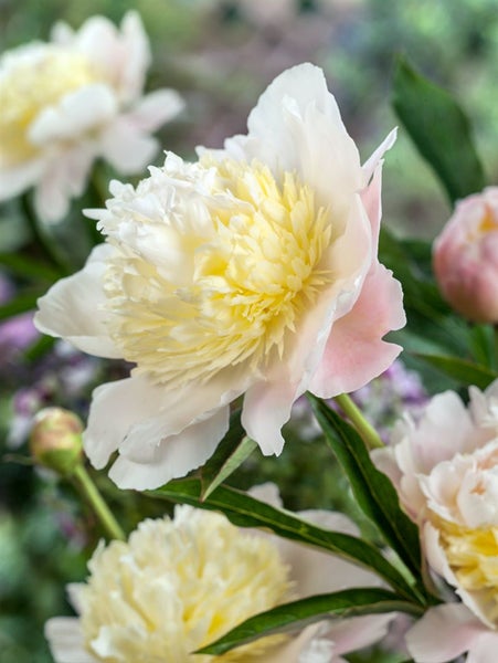 Nahaufnahme einer Pfingstrose mit weißen und gelben Blütenblättern.