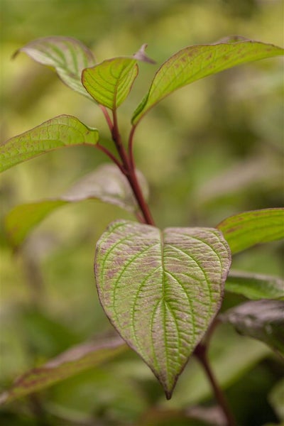 Cornus alba, Hartriegel, rotstielig, 125–150 cm