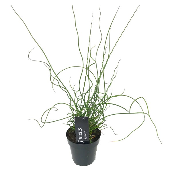 Juncus Spiralis – Korkenziehergras – Pflegeleicht – Zone 1/2 – ⌀9cm - ↕30-40 cm