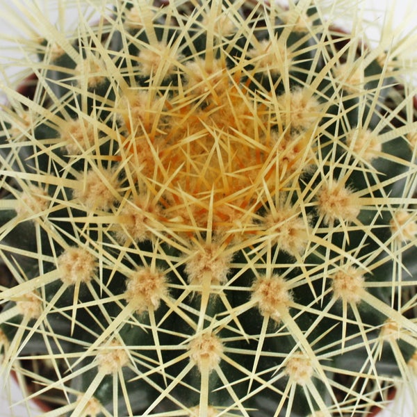 Echinocactus grusonii - Schwiegermutterstuhl - im 12cm Topf