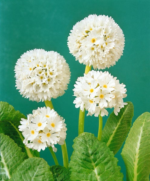 Primula denticulata, Kugelprimel, weiß, 2 Liter Container
