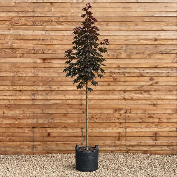 Ein junger Spitzahorn Baum mit dunkelroten Blättern im schwarzen Pflanzsack vor einer Holzwand.