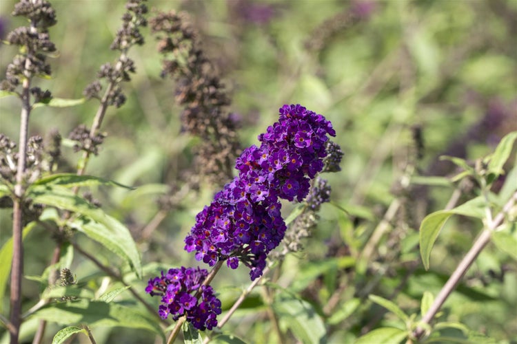 Buddleja davidii 'Black Knight', Schmetterlingsflieder, dunkelviolett, 40–60 cm