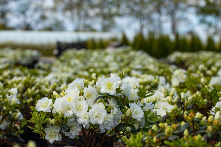 Rhododendron obtusum 'Schneeperle', weiß, 20–25 cm