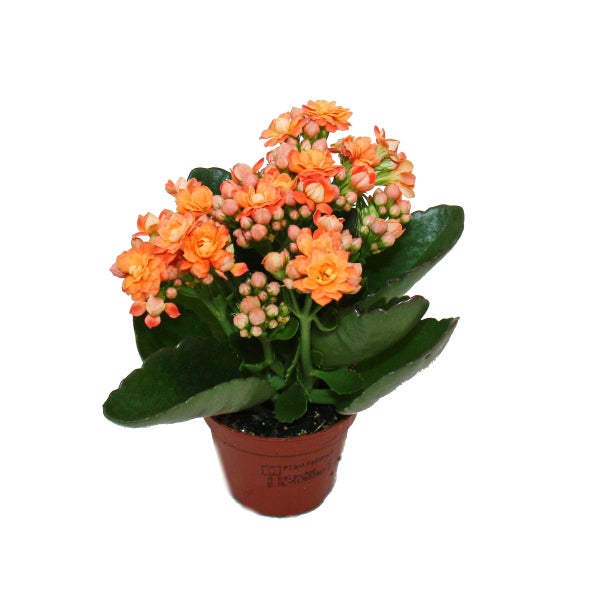 Mini-Kalanchoe Rosalina - Set mit 3 versch. Pflanzen - Flammendes Käthchen - 5,5cm Topf