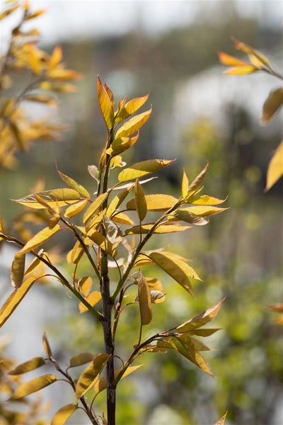 Amelanchier arborea 'Robin Hill', Felsenbirne, rosa Blüten, 80–100 cm