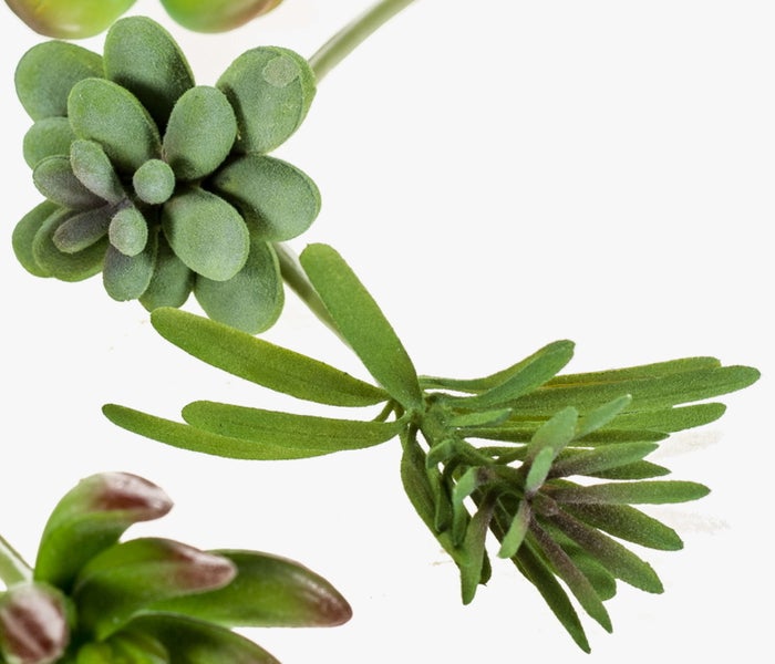 Nahaufnahme eines grünen Blattes und Stiels einer Zimmerpflanze