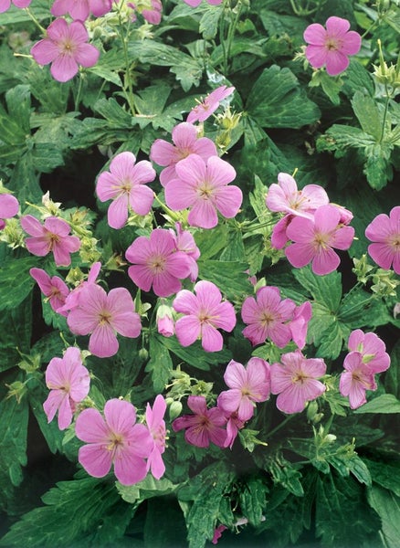 Geranium x oxonianum 'Rose Clair', Storchschnabel, rosa, ca. 9x9 cm Topf