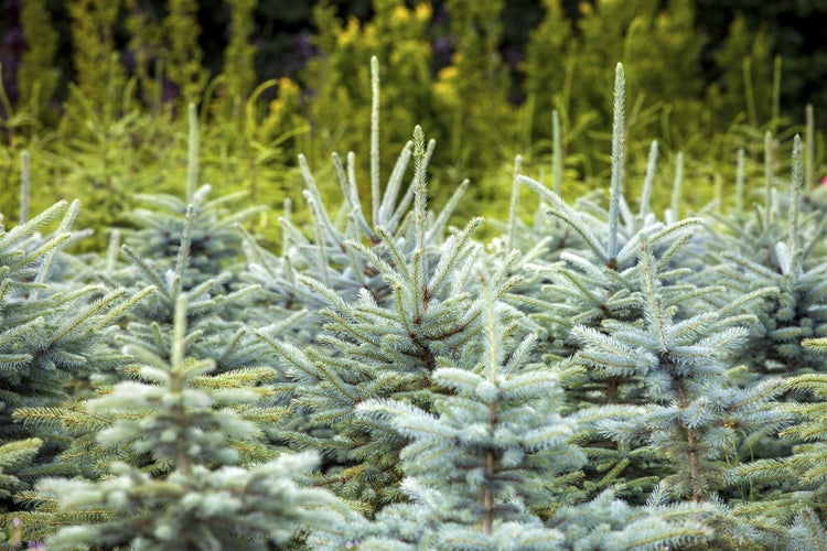 Picea pungens 'Glauca', Blau-Fichte, 40–60 cm