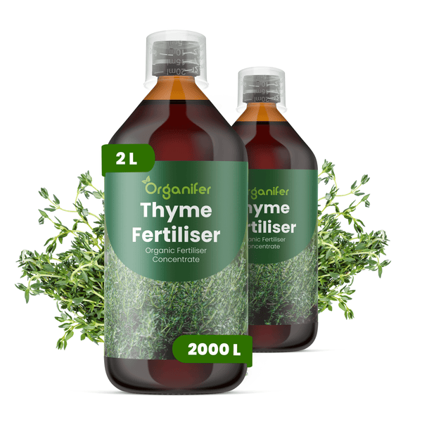 Organifer Thymian-Dünger, organisches Düngerkonzentrat, 2 Liter, zwei Flaschen mit Messkappe.