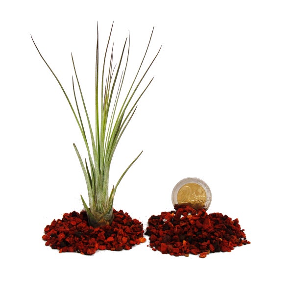 Bierzapfanlage mit Kühlung und Zapfhahn