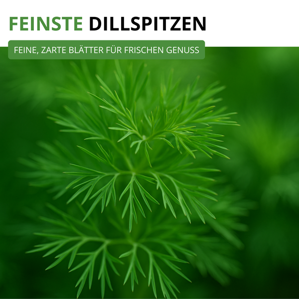 Nahaufnahme von feinen Dillspitzen, zarte Blätter der Dillpflanze.