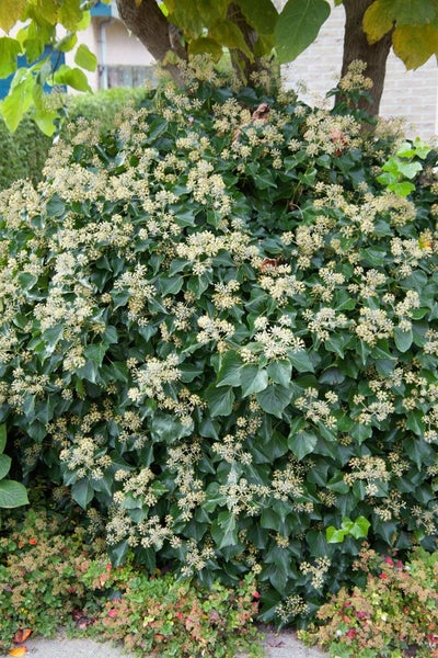 Hedera helix 'Arborescens', Efeu, immergrün, 20–30 cm