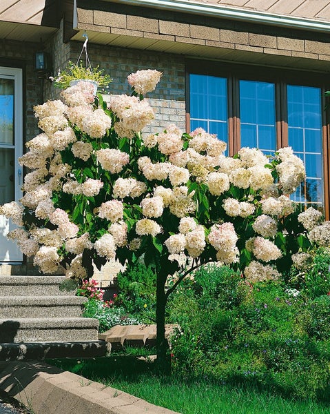 Hydrangea paniculata 'Grandiflora', Rispenhortensie, weiß, 60–100 cm
